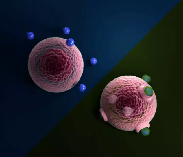 研究发现水中的微塑料可以形成生物分子涂层|并“潜入”活细胞中